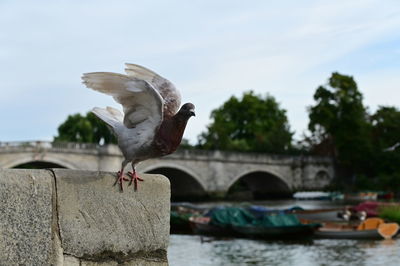 Close-up of bird flying over lake