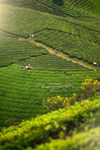 High angle view of agricultural field