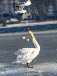 Close-up of swan flying