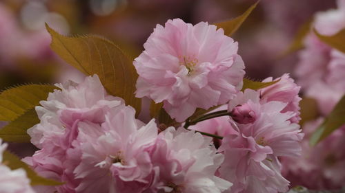 Close-up of pink flowering plant sakura cherry blossom spring leaves green and pink