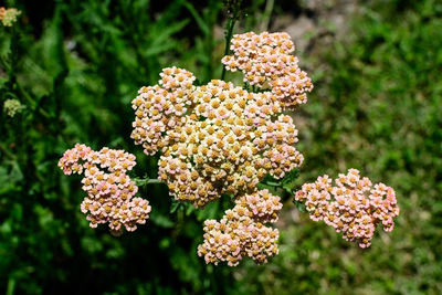 Flowers of achillea millefolium plant, commonly known as yarrow, in a garden in a sunny summer day