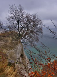 Close-up of tree against sky