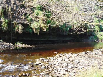 Scenic view of river in forest