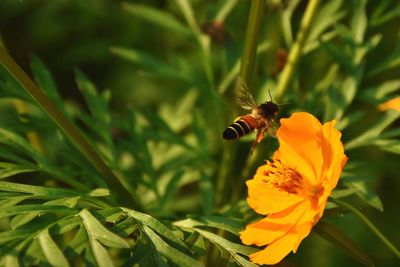 Close-up of bee hovering on yellow flower