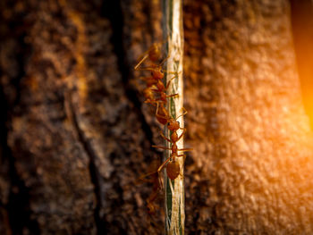 Close-up of insect on tree trunk