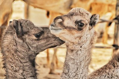 Close-up of two baby camels in the desert