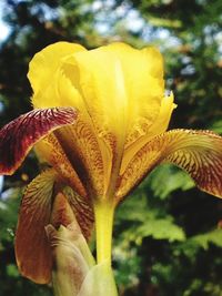 Close-up of yellow flower