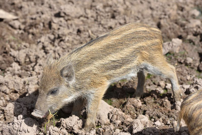 Little young piggy picking his nose in dirty soil