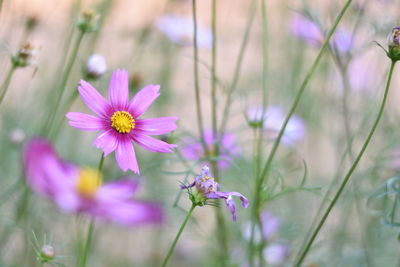 Close-up of pink cosmos flower on field