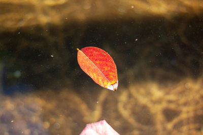 Close-up of person paragliding over water