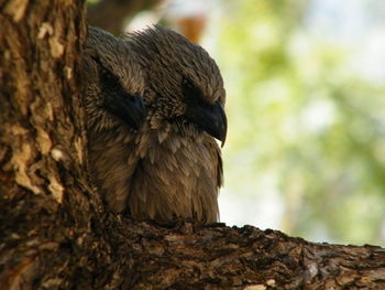 Close-up of owl perching on tree
