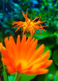 Close-up of orange flower blooming outdoors