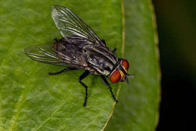 Close-up of fly on flower