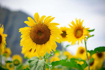 Close-up of yellow sunflower against sky