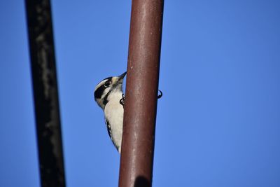 A downy woodpecker climbs up a wooden pole. 