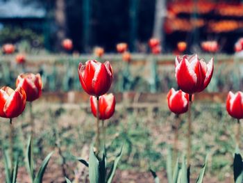 Close-up of red tulips on field