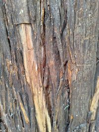 Full frame shot of tree trunk