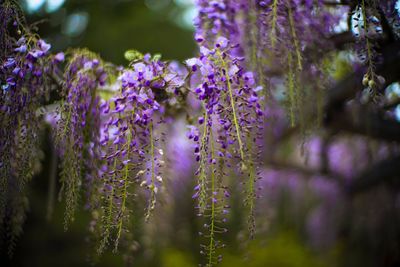 Close-up of purple flowering plants