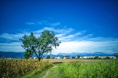 Scenic view of agricultural field against sky