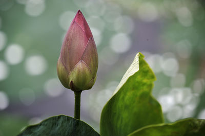 Close-up of lotus bud growing outdoors