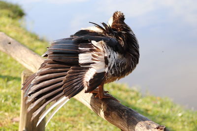 Close-up of eagle