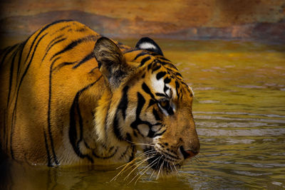 Close-up of a cat drinking water