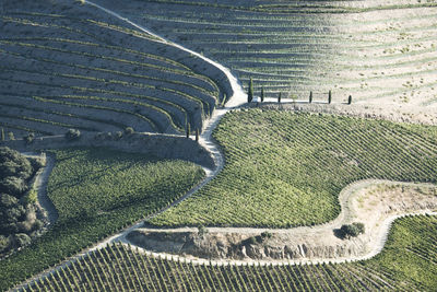 High angle view of agricultural landscape