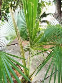 Close-up of palm tree