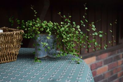 Close-up of plants