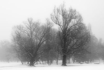 Bare trees on snow covered land