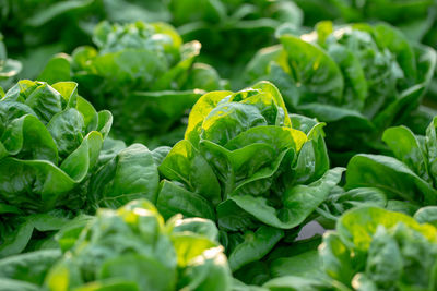 Close-up of fresh green leaves in market