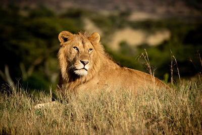 Male lion lies in grass looking back