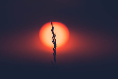 Close-up of silhouette plant against sky during sunset