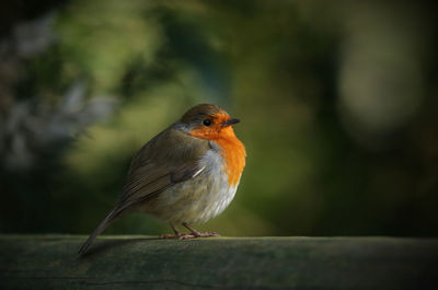 Close-up side view of a bird against blurred background