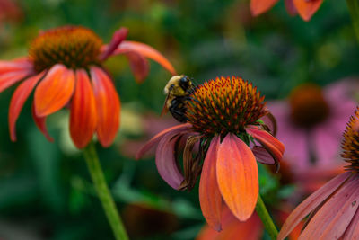 Close-up of bee pollinating on flower