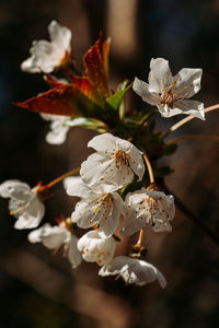 Close-up of cherry blossom