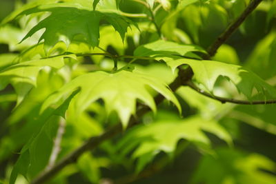 Close-up of fresh green leaves