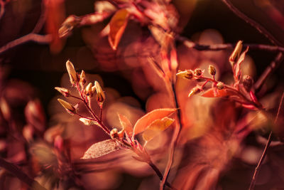 Close-up of flowers