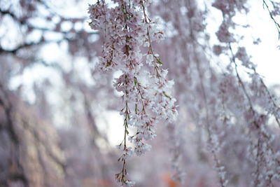 Close-up of cherry tree against sky