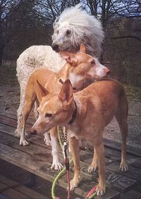 Dog on ground