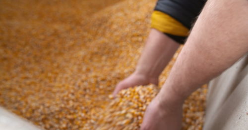 Low section of man standing on field