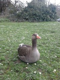 Bird on grassy field