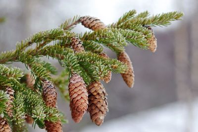 Pine cones on tree