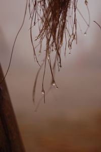 Close-up of tree branch against sky