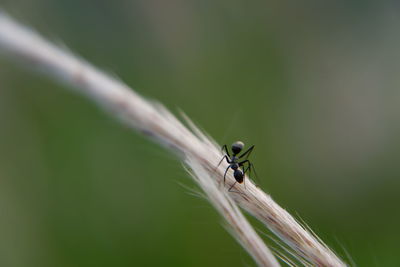 Close-up of insect on leaf