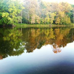 Reflection of trees in water