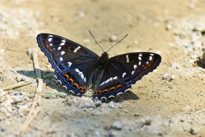 High angle view of butterfly on flower