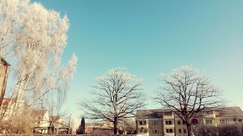 Bare trees with buildings in background