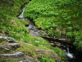 Stream flowing through rocks in forest