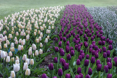 Purple flowering plants on field